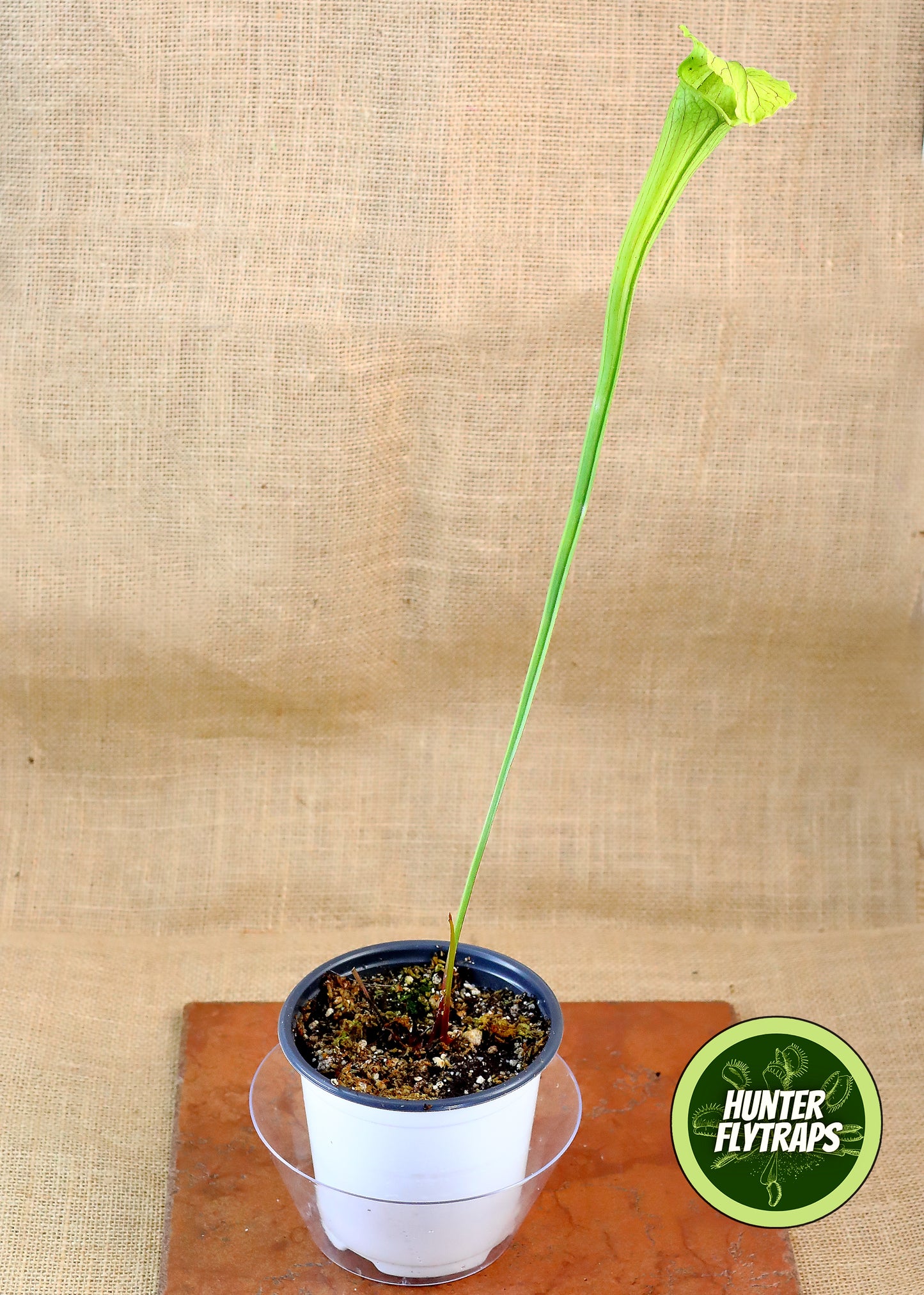 Pitcher Plant - Sarracenia "Mad Green Thing" Carnivorous Live plant