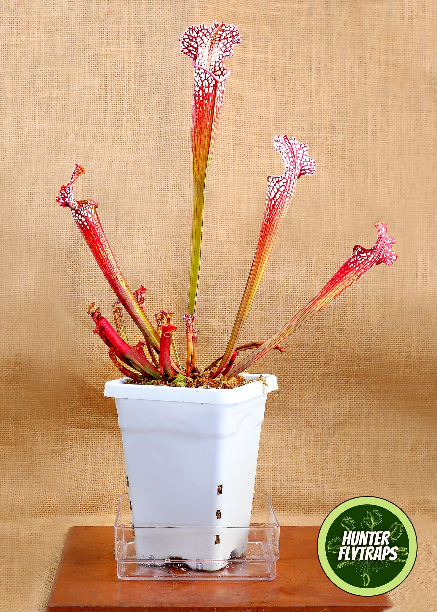 Pitcher Plant - Sarracenia Farnhamii Carnivorous Live Plant
