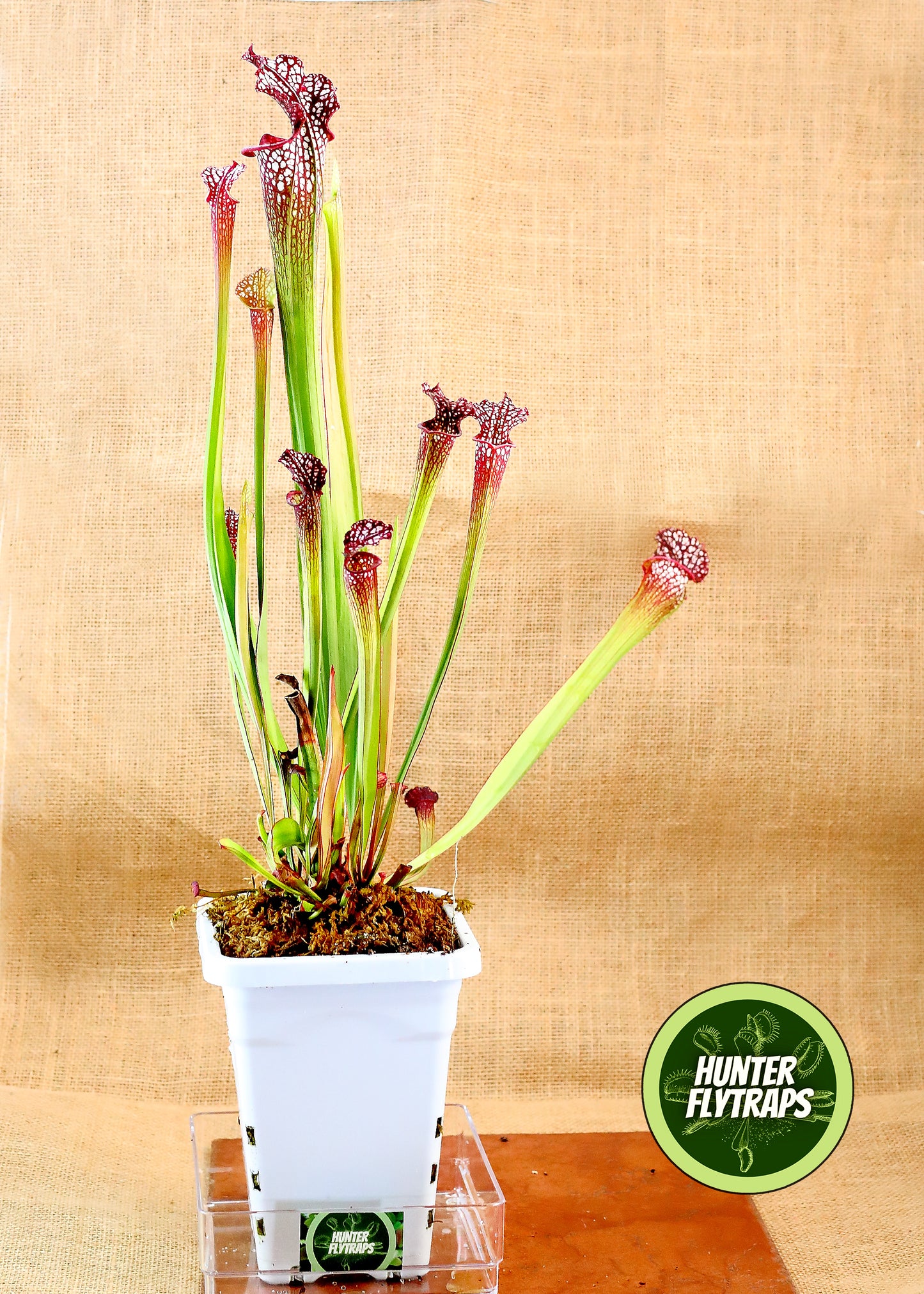 Pitcher Plant - Sarracenia Leucophylla Samson x Elvis Wilkerson Carnivorous Live Plant