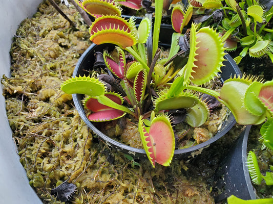 Jaws - Venus Flytrap Carnivorous Plant (LARGE)