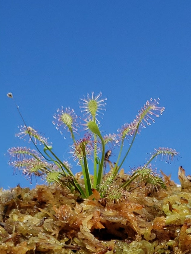 Drosera Intermedia Sundew Carnivorous Plant