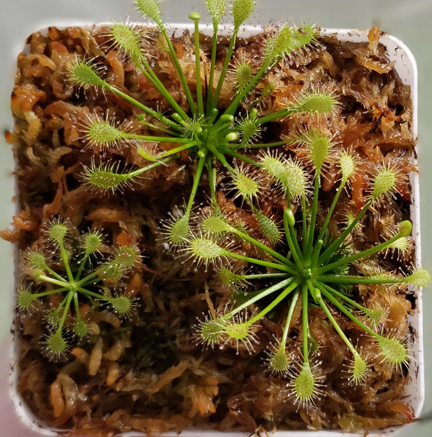 Drosera Intermedia Sundew Carnivorous Plant