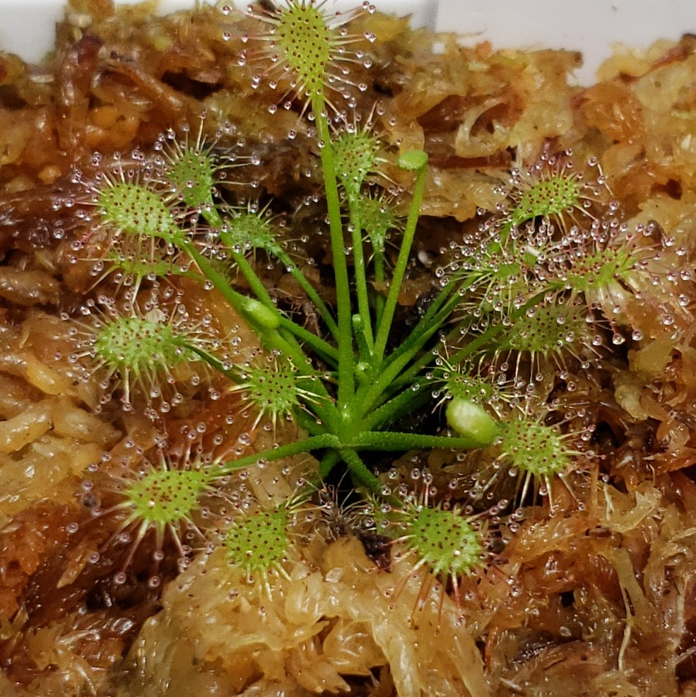 Drosera Intermedia Sundew Carnivorous Plant