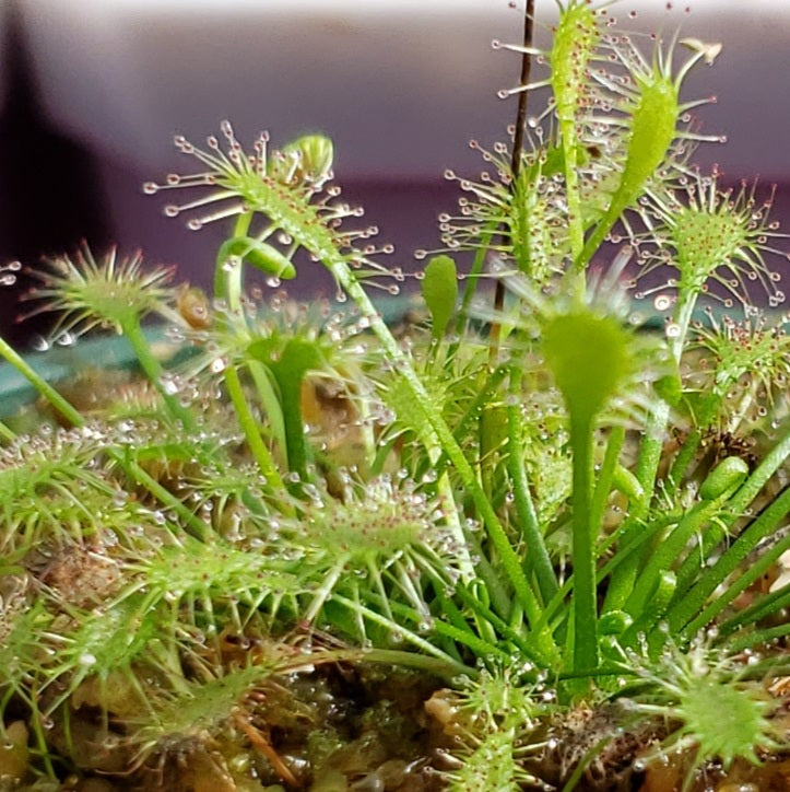 Drosera Intermedia Sundew Carnivorous Plant