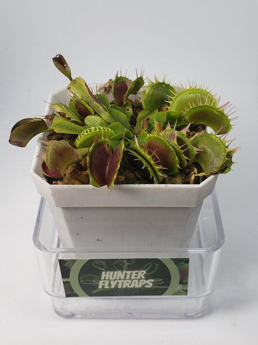 Fused Tooth - Venus Flytrap Live Carnivorous Plant