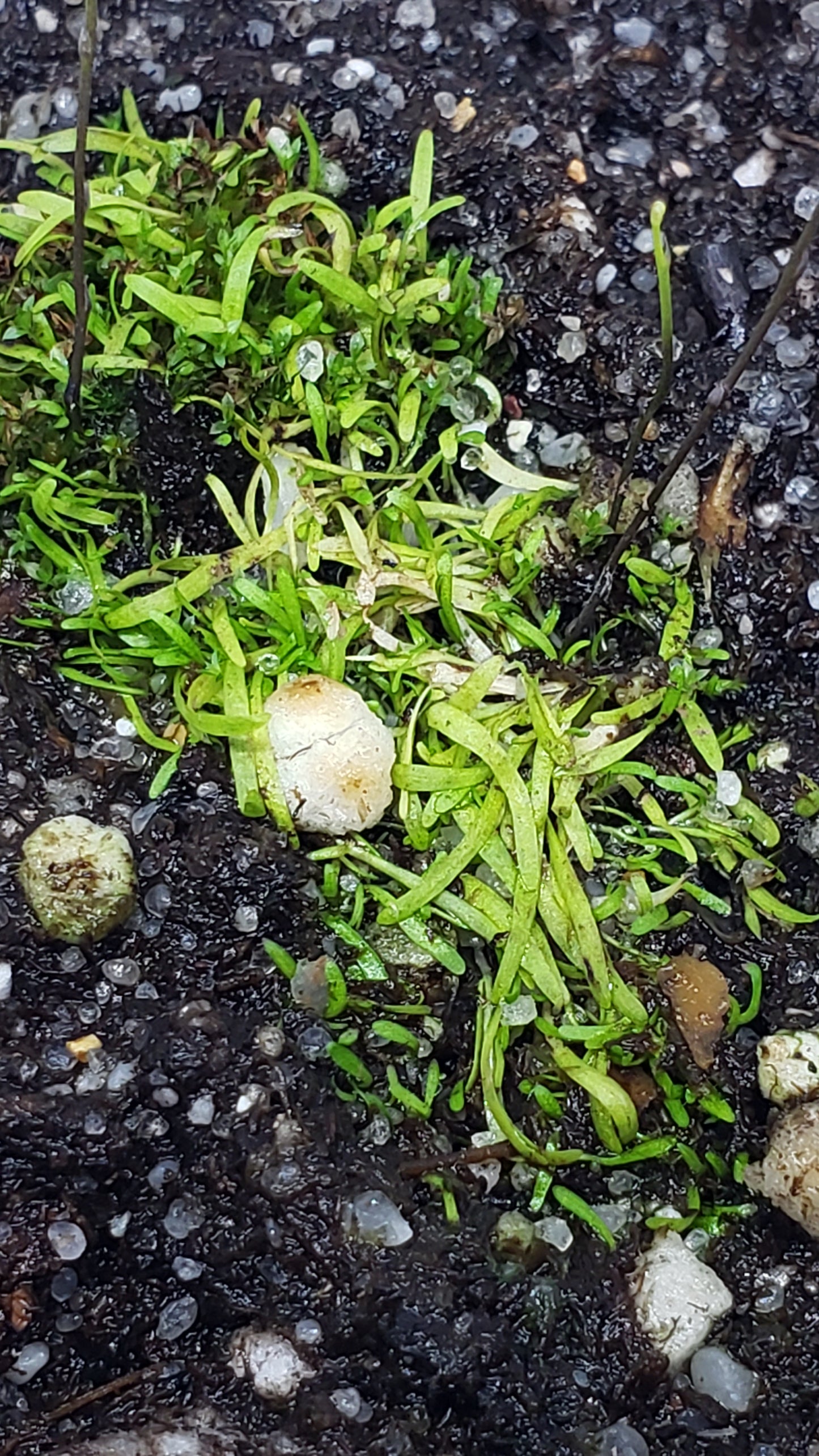 Bladderwort Utricularia Minutissima - Carnivorous Plant