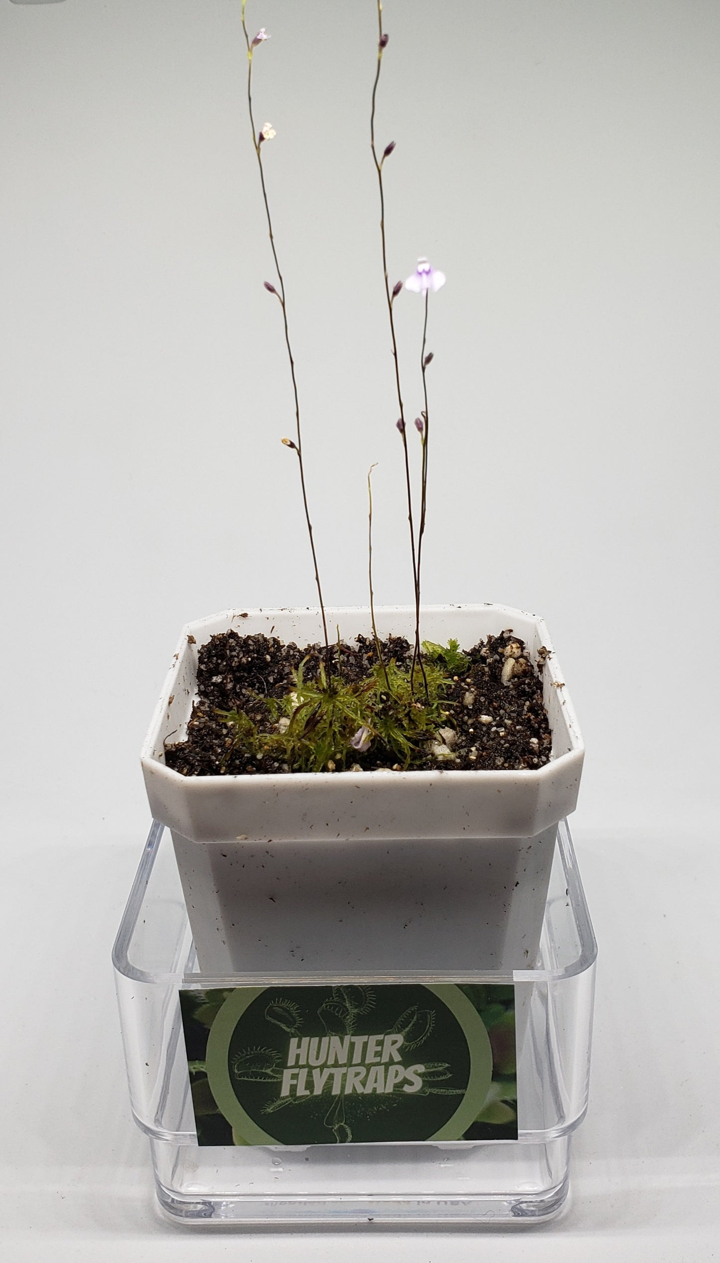 Bladderwort Utricularia Minutissima - Carnivorous Plant