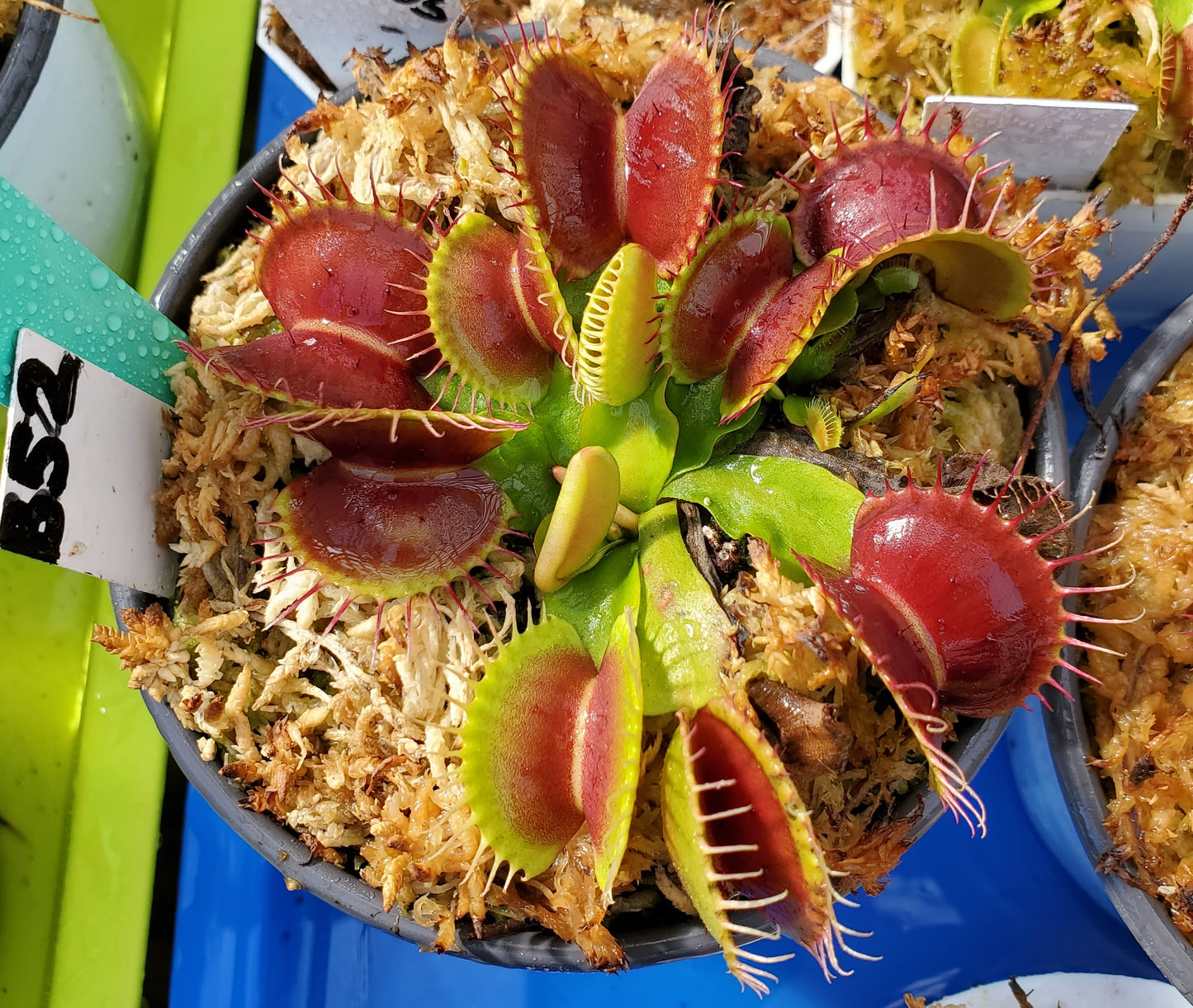 B52 - Venus Flytrap Carnivorous Plant Large Adult Mature