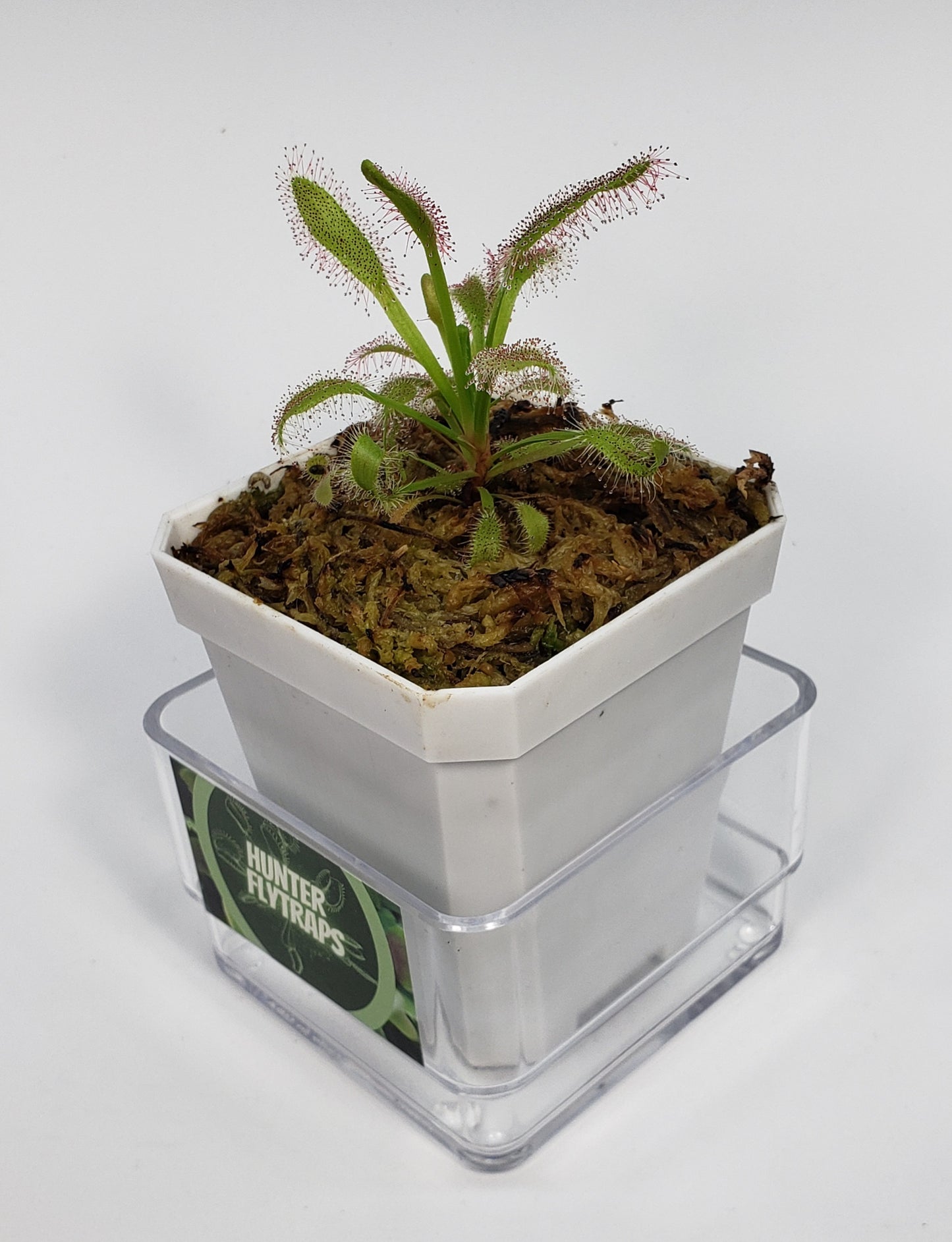 Drosera x Hercules Sundew Carnivorous Plant