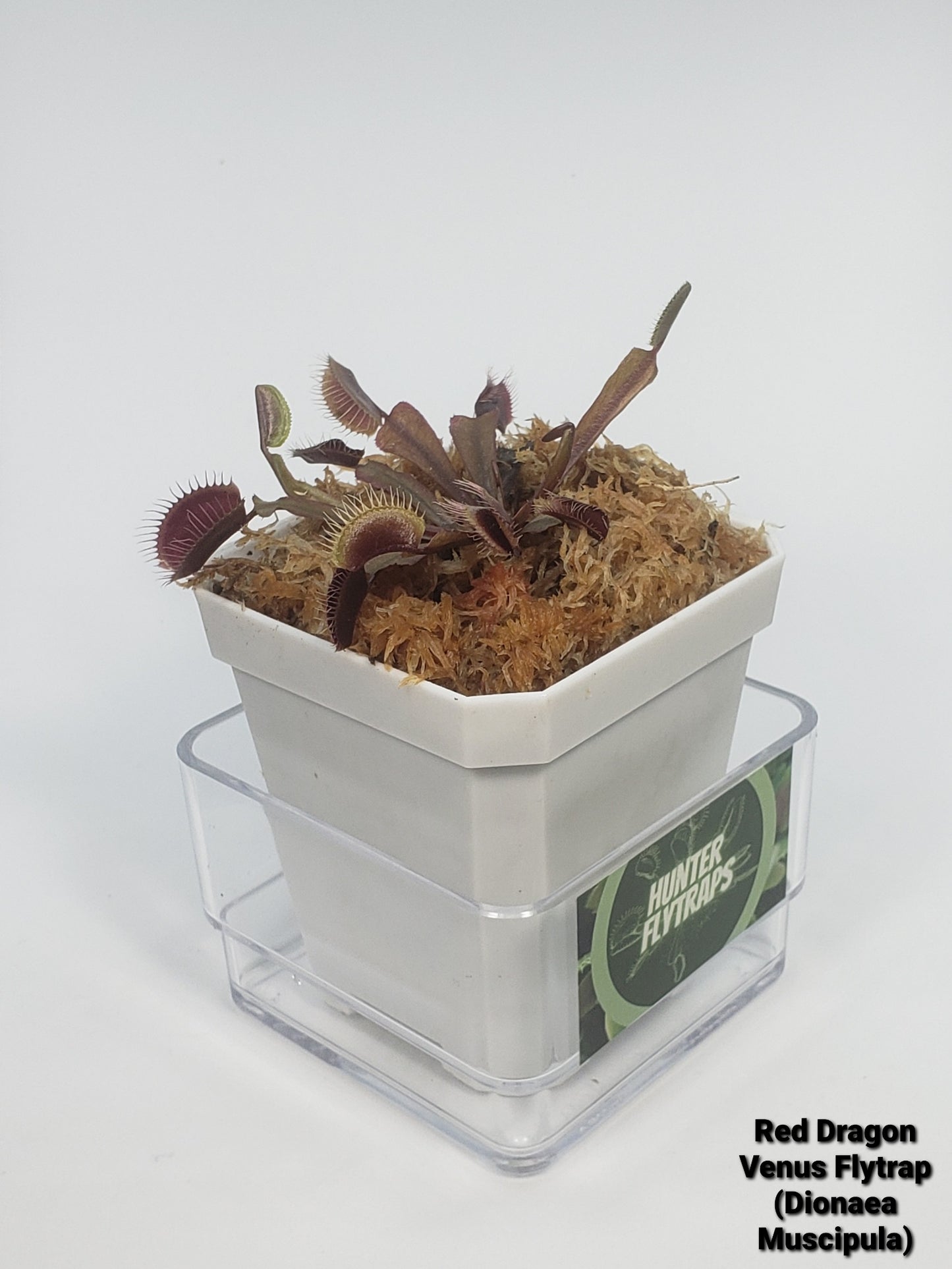 Red Dragon (Akai Ryu) - Venus Flytrap Carnivorous Live Plant Young