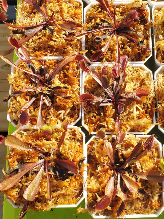 Red Dragon (Akai Ryu) - Venus Flytrap Carnivorous Live Plant Young