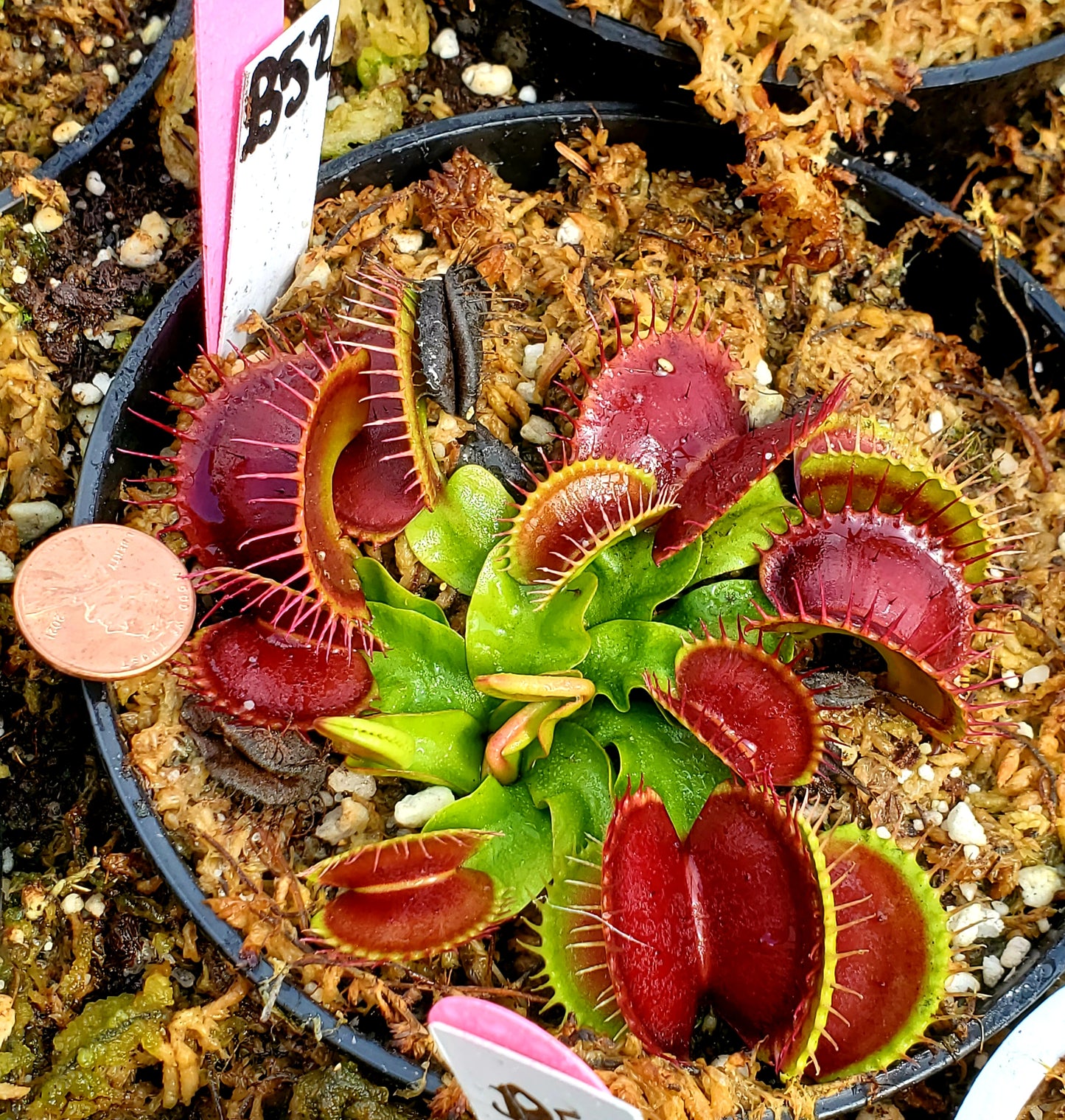 B52 - Venus Flytrap Carnivorous Plant Large Adult Mature