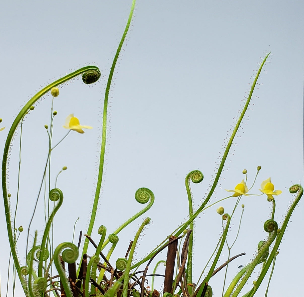 Bladderwort Utricularia Subulata - Carnivorous Plant