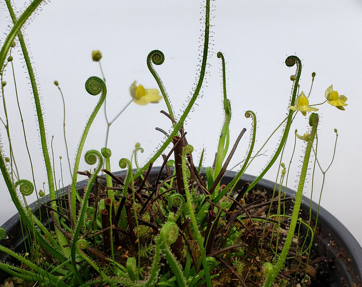 Drosera Filiformis - Thread leaved sundew