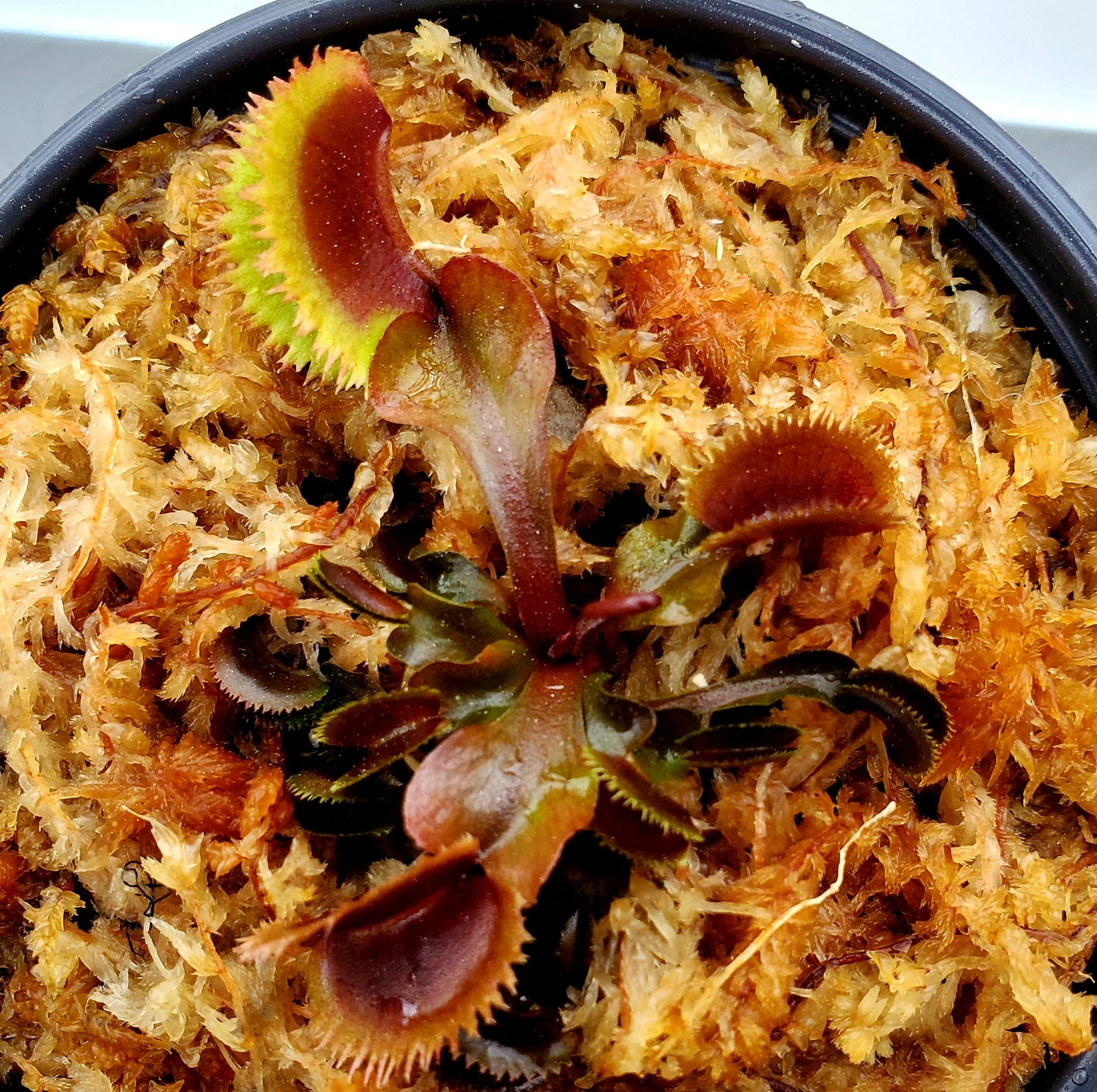 Bohemian Garnet - Venus Flytrap Carnivorous Plant