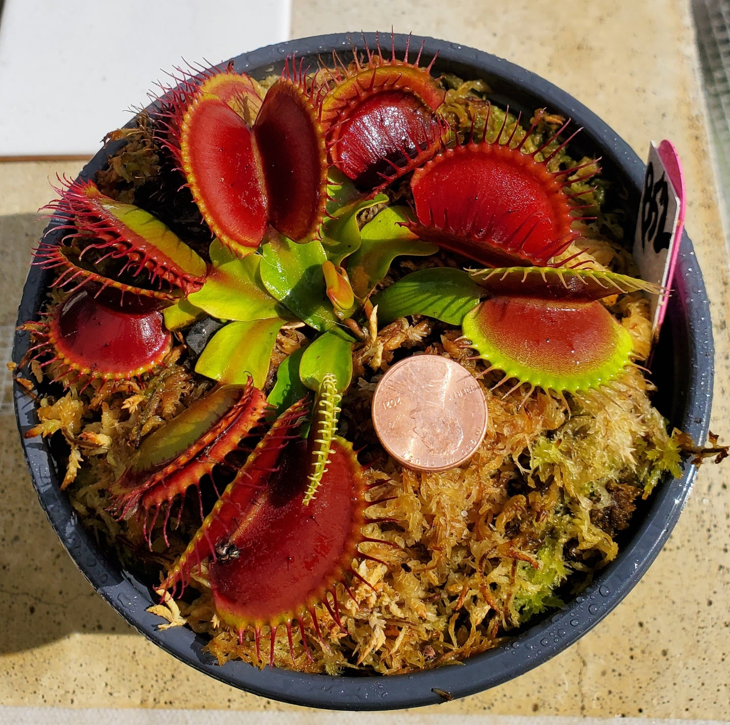 B52 - Venus Flytrap Carnivorous Plant Large Adult Mature