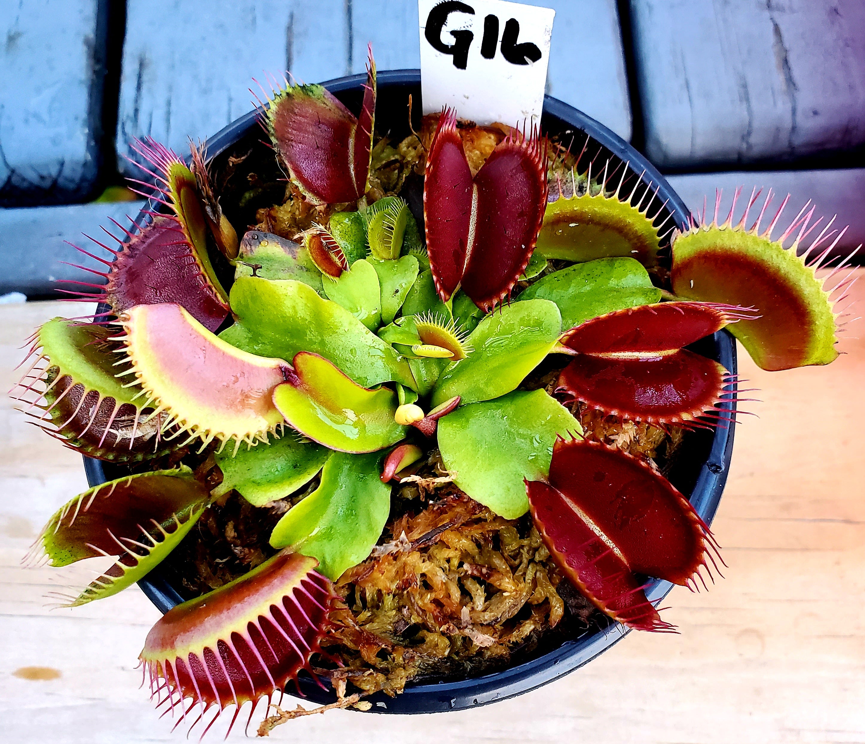 G16 Slack's Giant - Venus Flytrap Carnivorous Plant