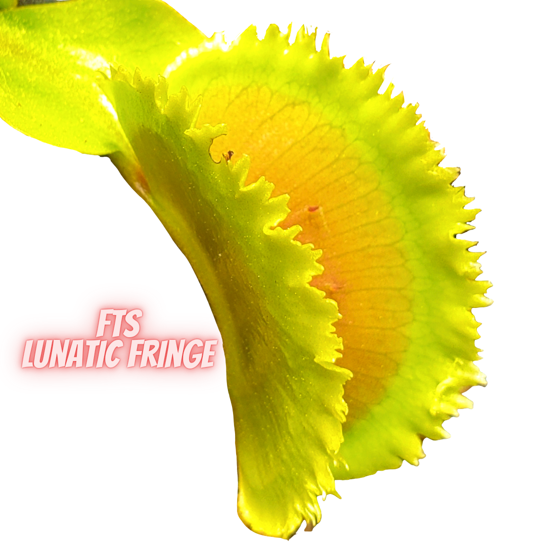 http://hunterflytraps.com/cdn/shop/products/20220326_172538_0000.png?v=1648336306