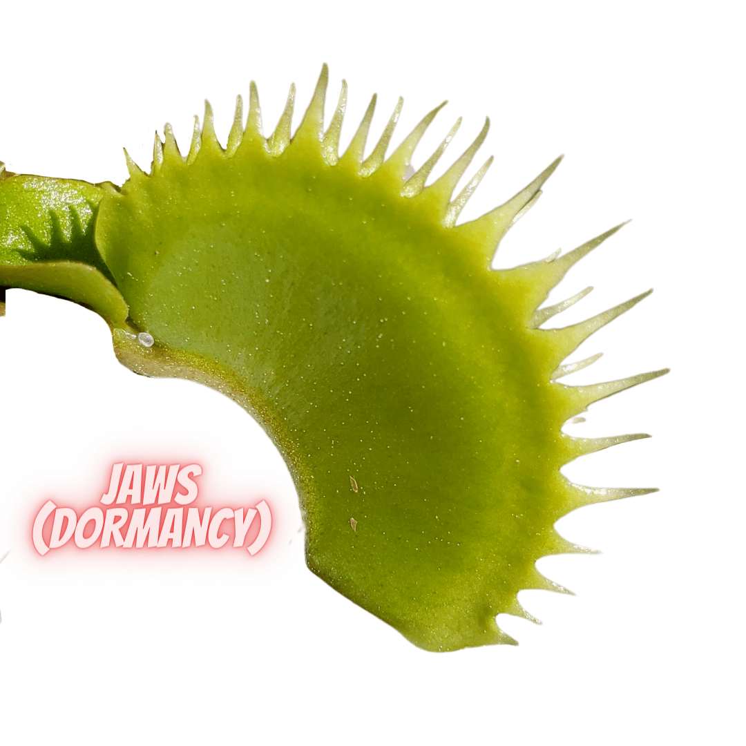 Jaws - Venus Flytrap Carnivorous Plant