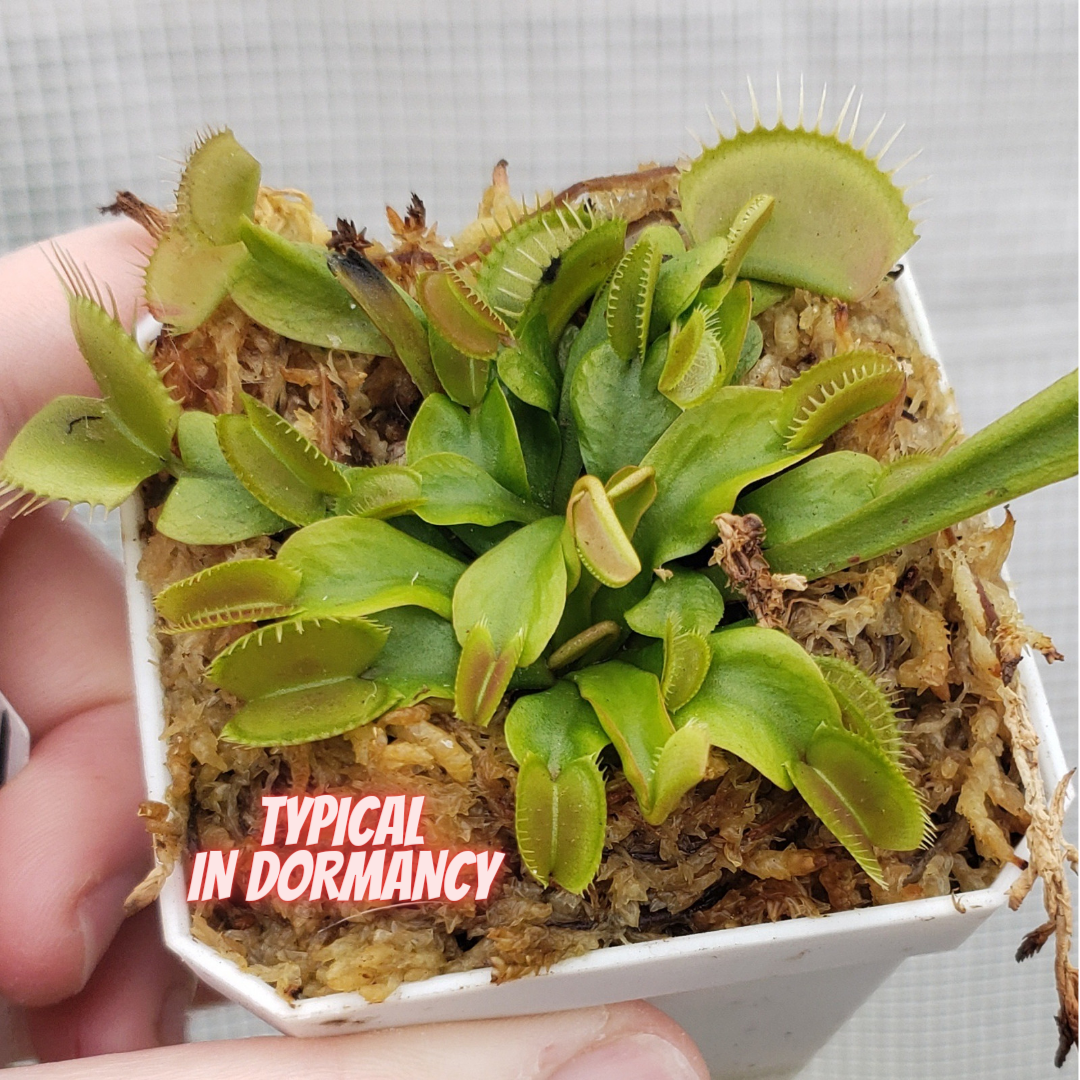 Common - Venus Flytrap Carnivorous Plant