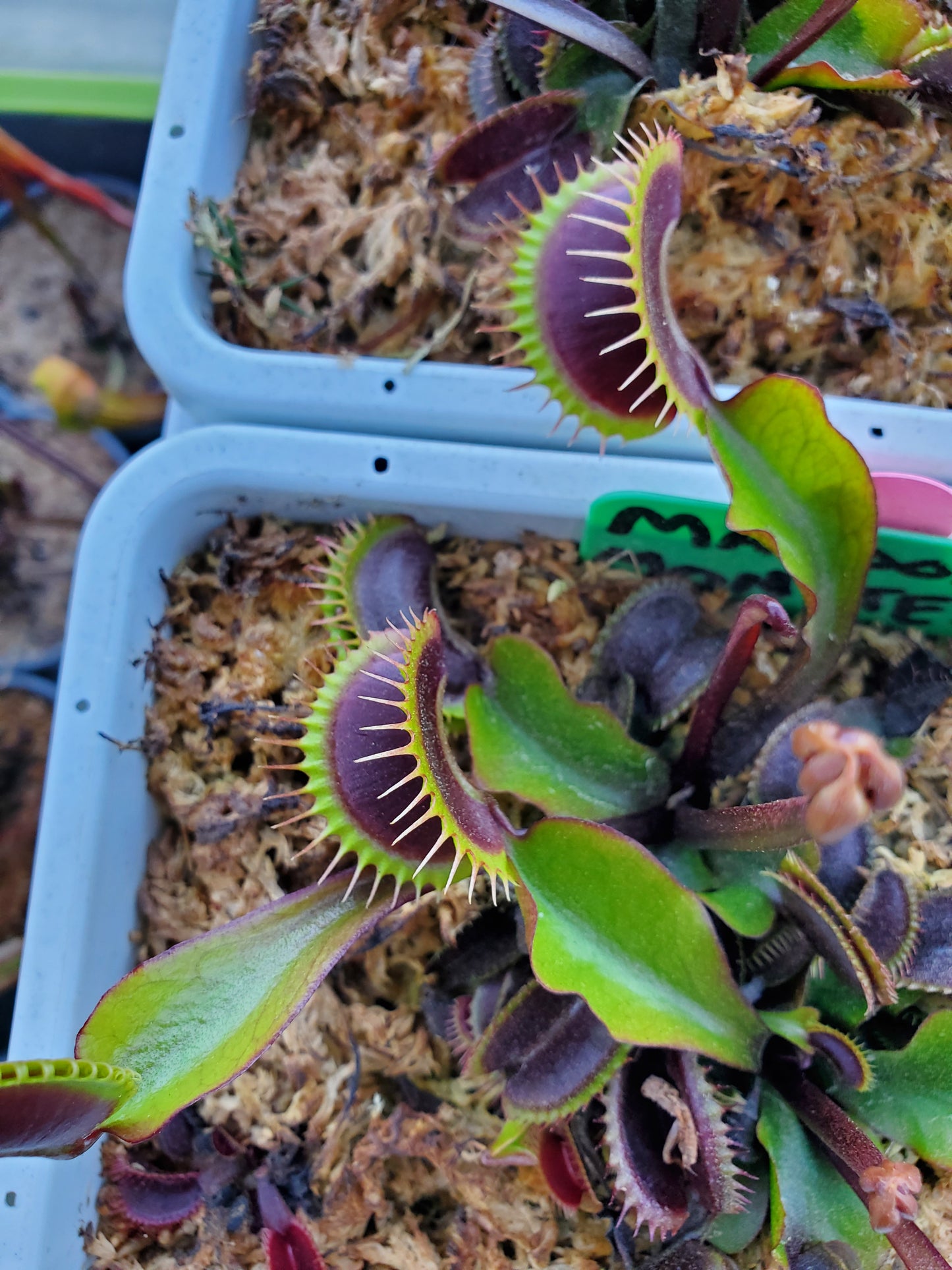 FTS Maroon Monster - Venus Flytrap Carnivorous Plant