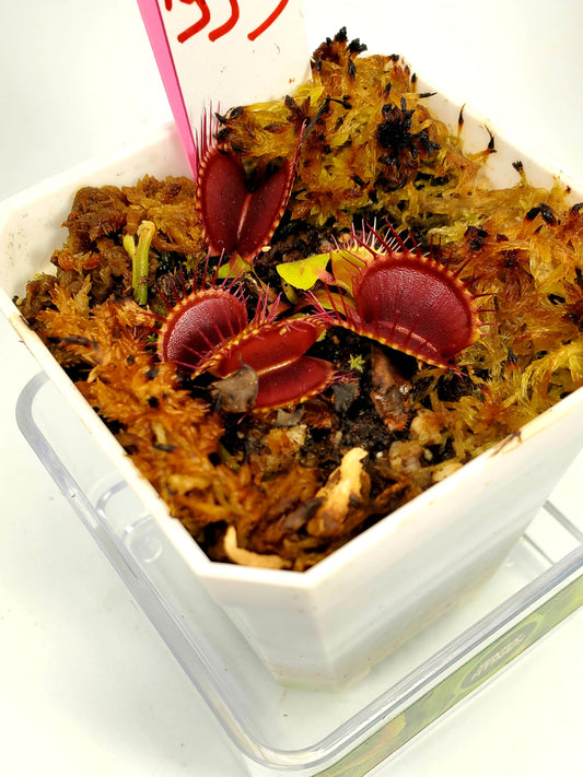 Pygmy - Venus Flytrap Carnivorous Plant