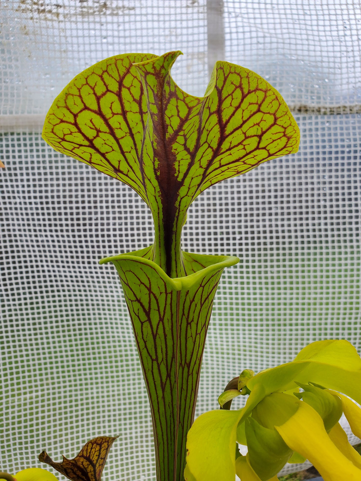 Pitcher Plant - Sarracenia Flava Improved Black Vein Carnivorous Live Plant