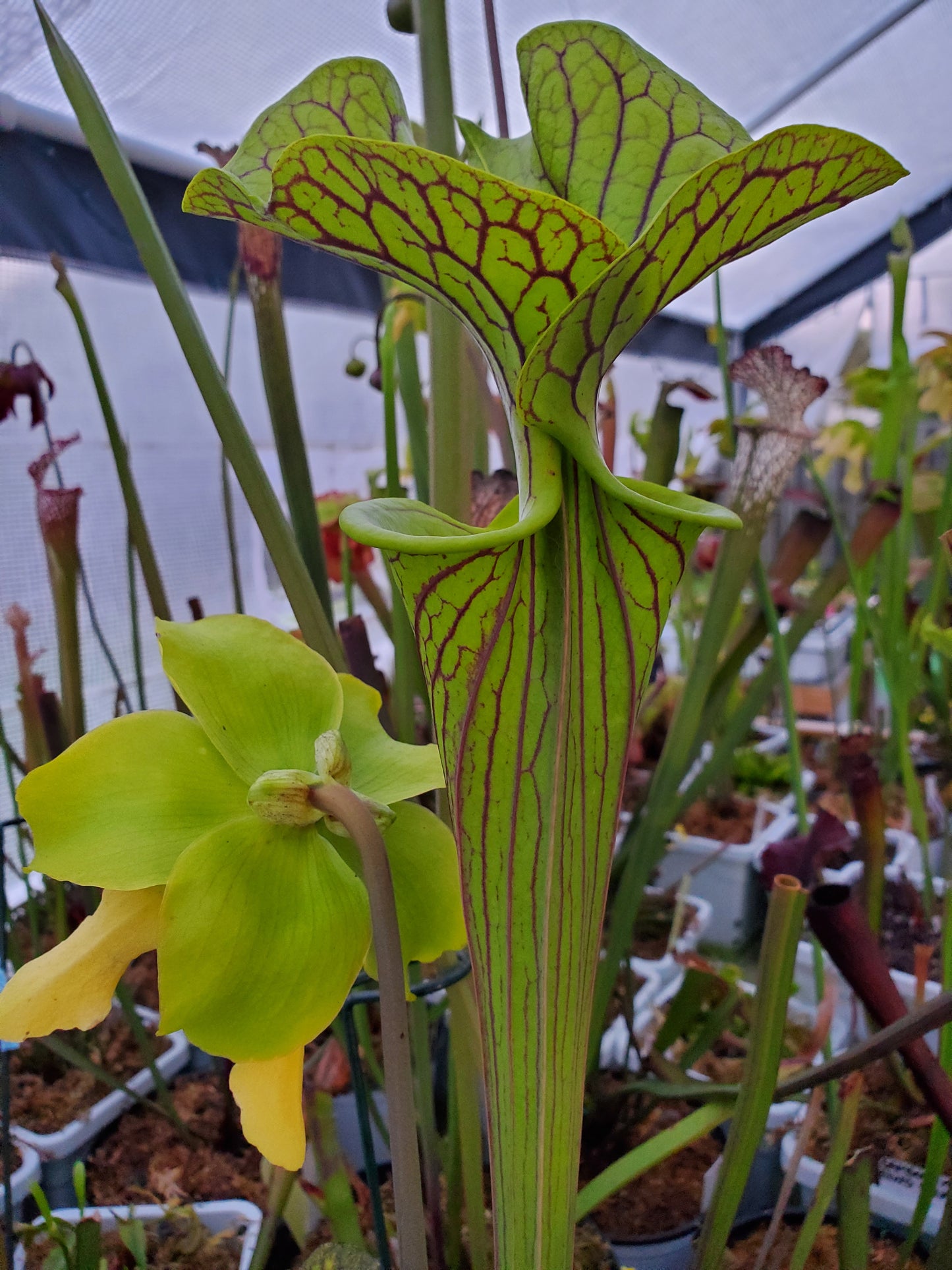 Pitcher Plant - Sarracenia Flava Improved Black Vein Carnivorous Live Plant