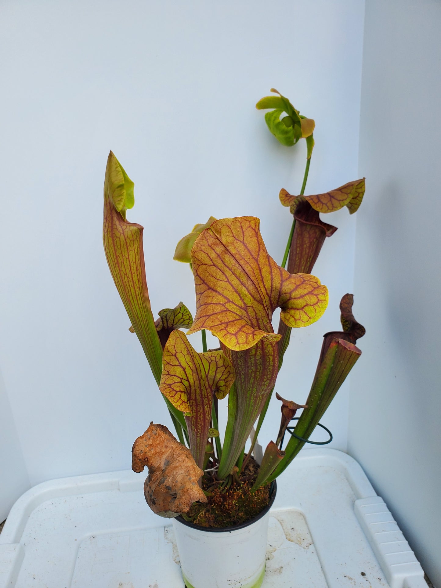 Pitcher Plant - Sarracenia Abandoned Hope Carnivorous Live Plant