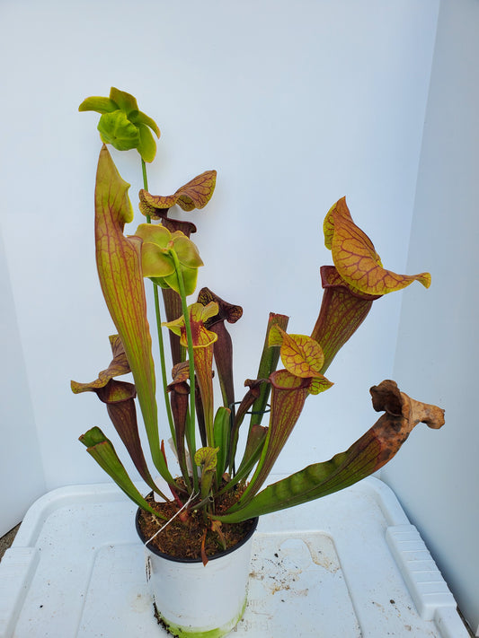 Pitcher Plant - Sarracenia Abandoned Hope Carnivorous Live Plant