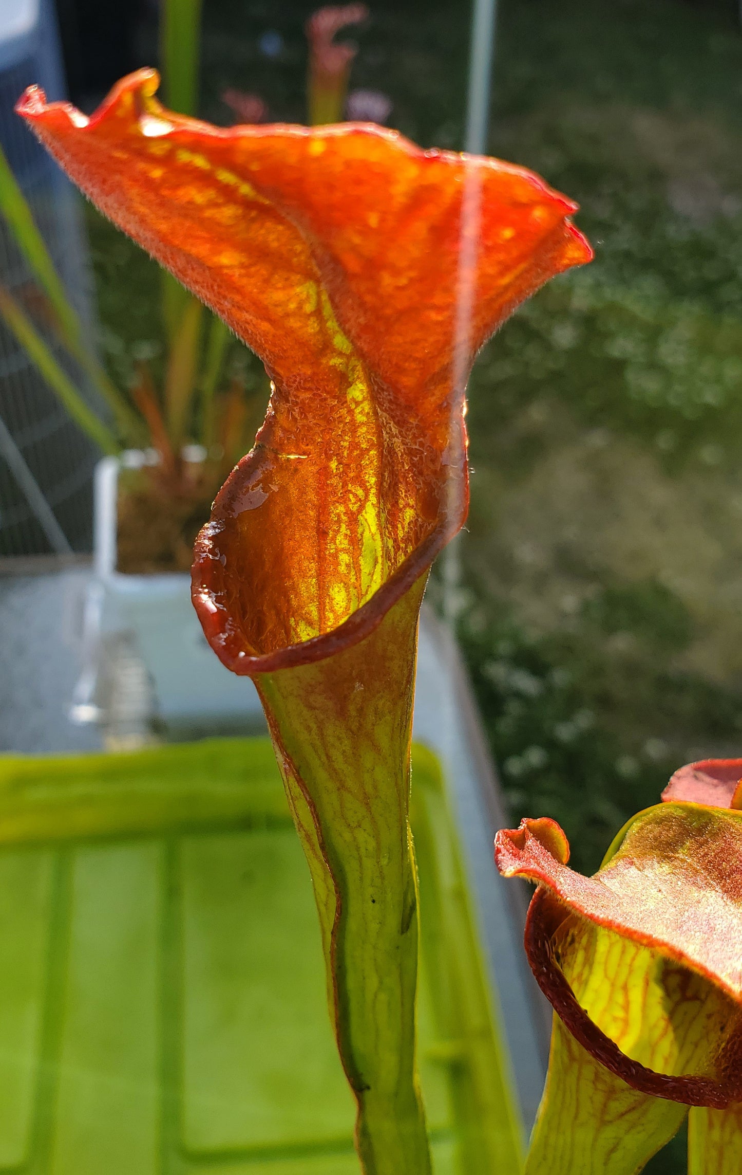Pitcher Plant - Sarracenia Excellens x flava maxima x leucophylla Carnivorous Live Plant