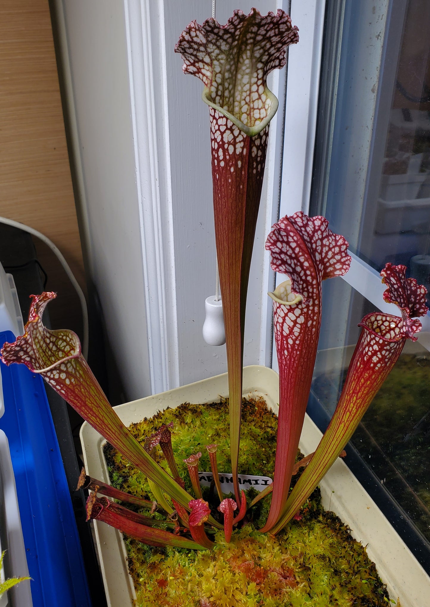 Pitcher Plant - Sarracenia Farnhamii Carnivorous Live Plant