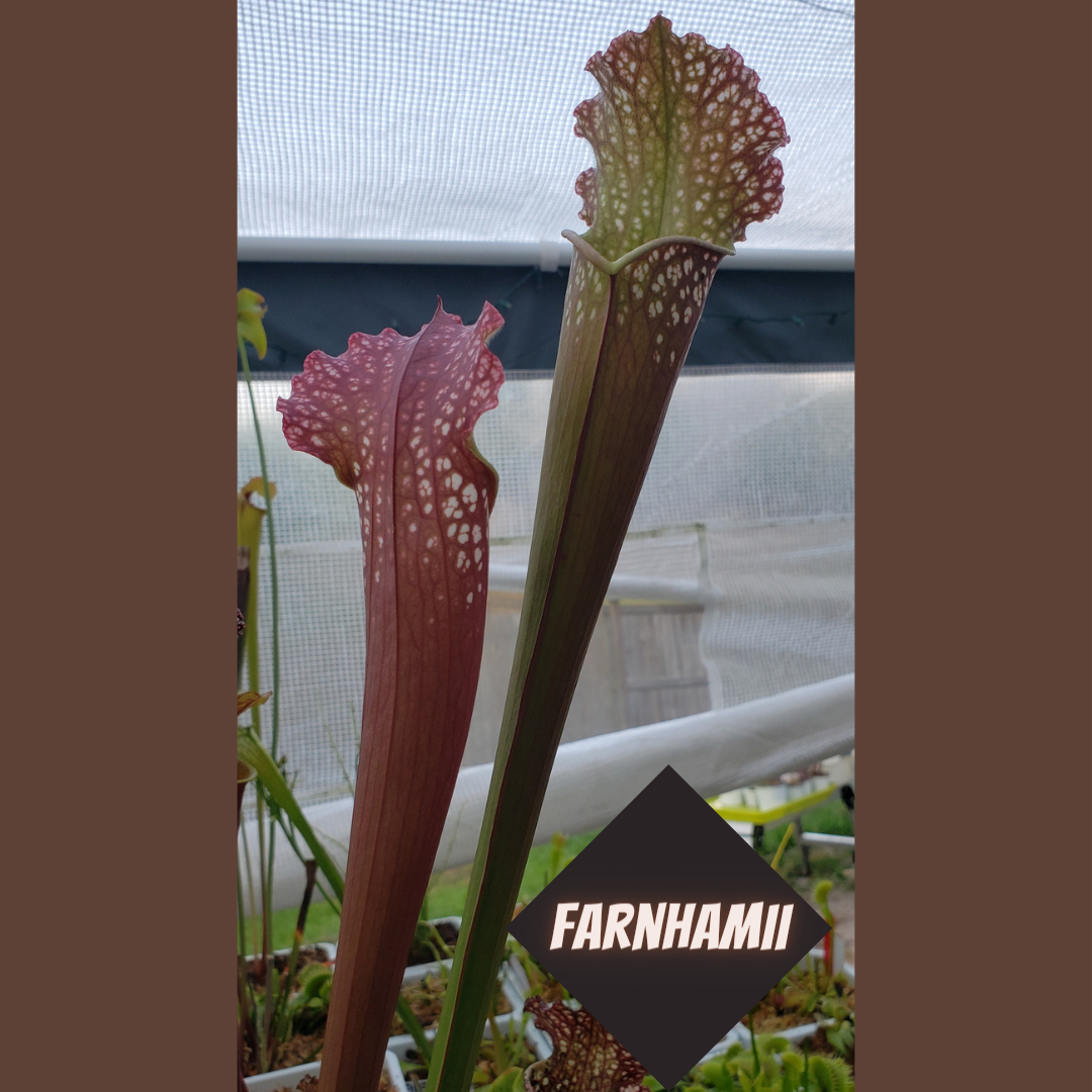 Pitcher Plant - Sarracenia Farnhamii Carnivorous Live Plant