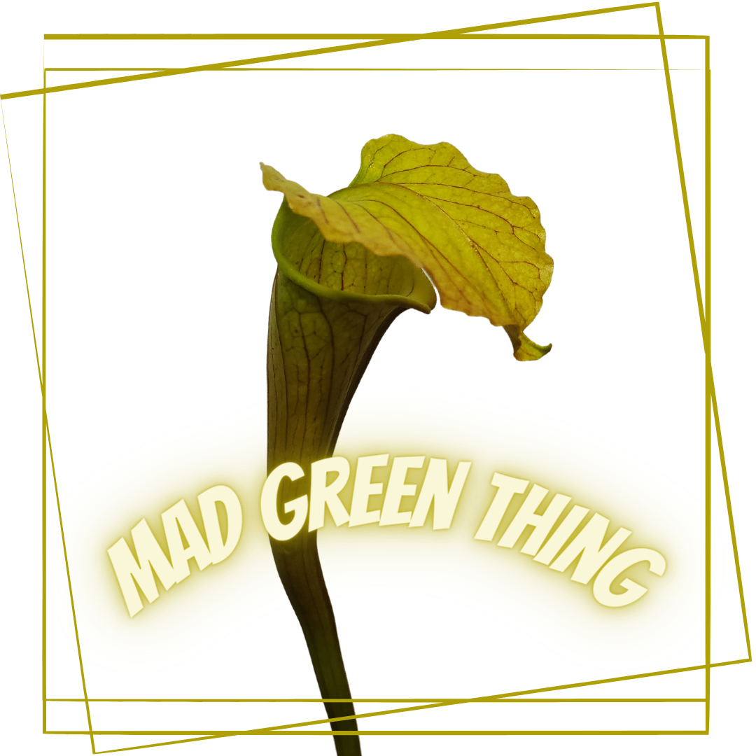 Pitcher Plant - Sarracenia "Mad Green Thing" Carnivorous Live plant