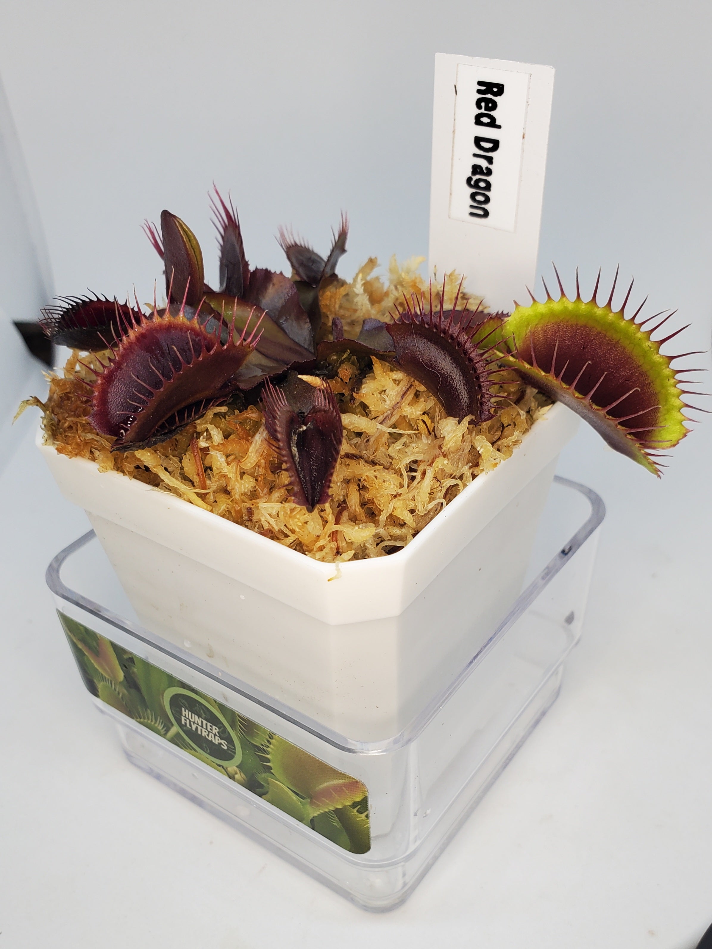 Red Dragon (Akai Ryu) - Venus Flytrap Carnivorous Plant – Hunter