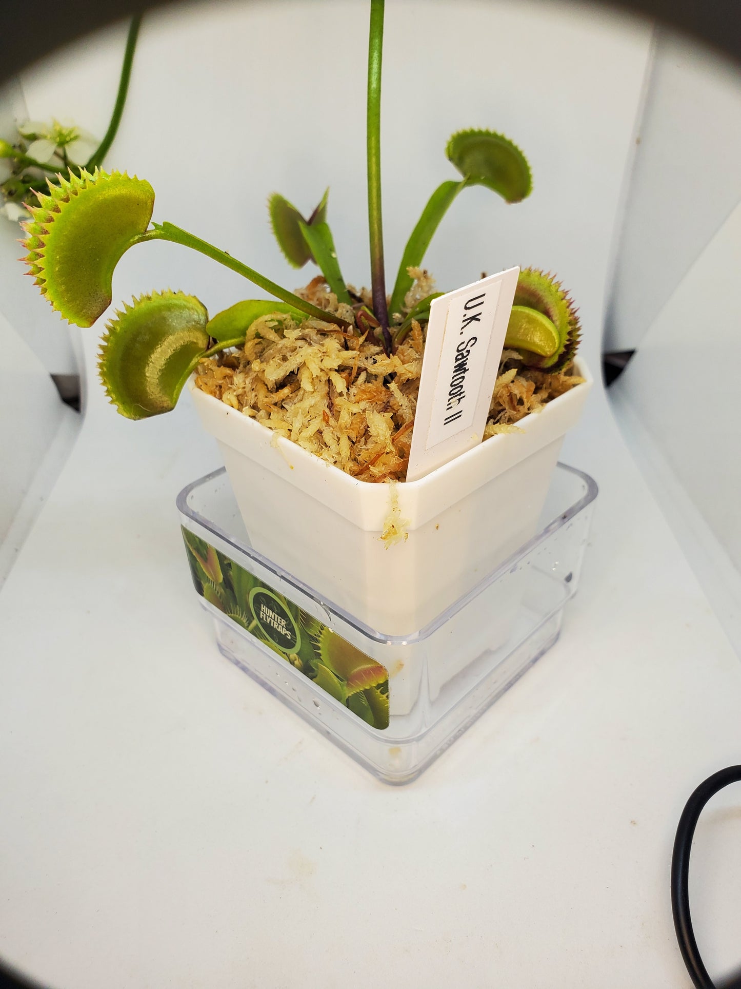 UK Sawtooth II - Venus Flytrap Carnivorous Plant