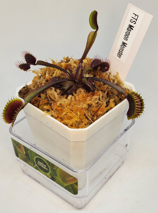 FTS Maroon Monster - Venus Flytrap Carnivorous Plant