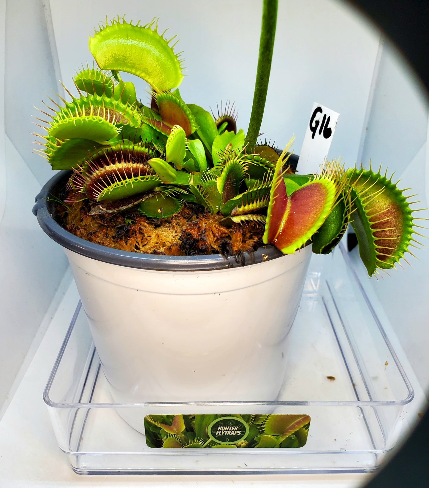 G16 "Slack's Giant" - Venus Flytrap Carnivorous Plant