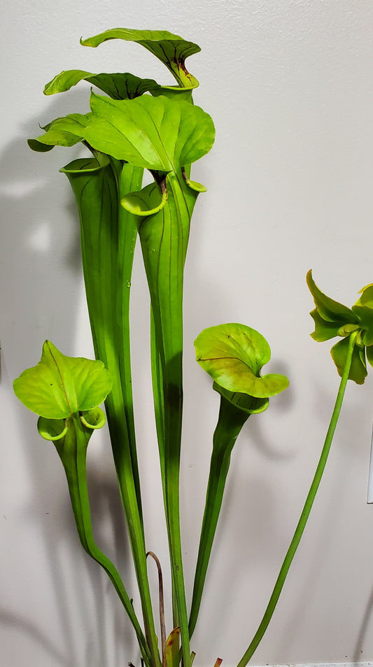Pitcher Plant - Sarracenia Oreophila x flava Carnivorous Live Plant