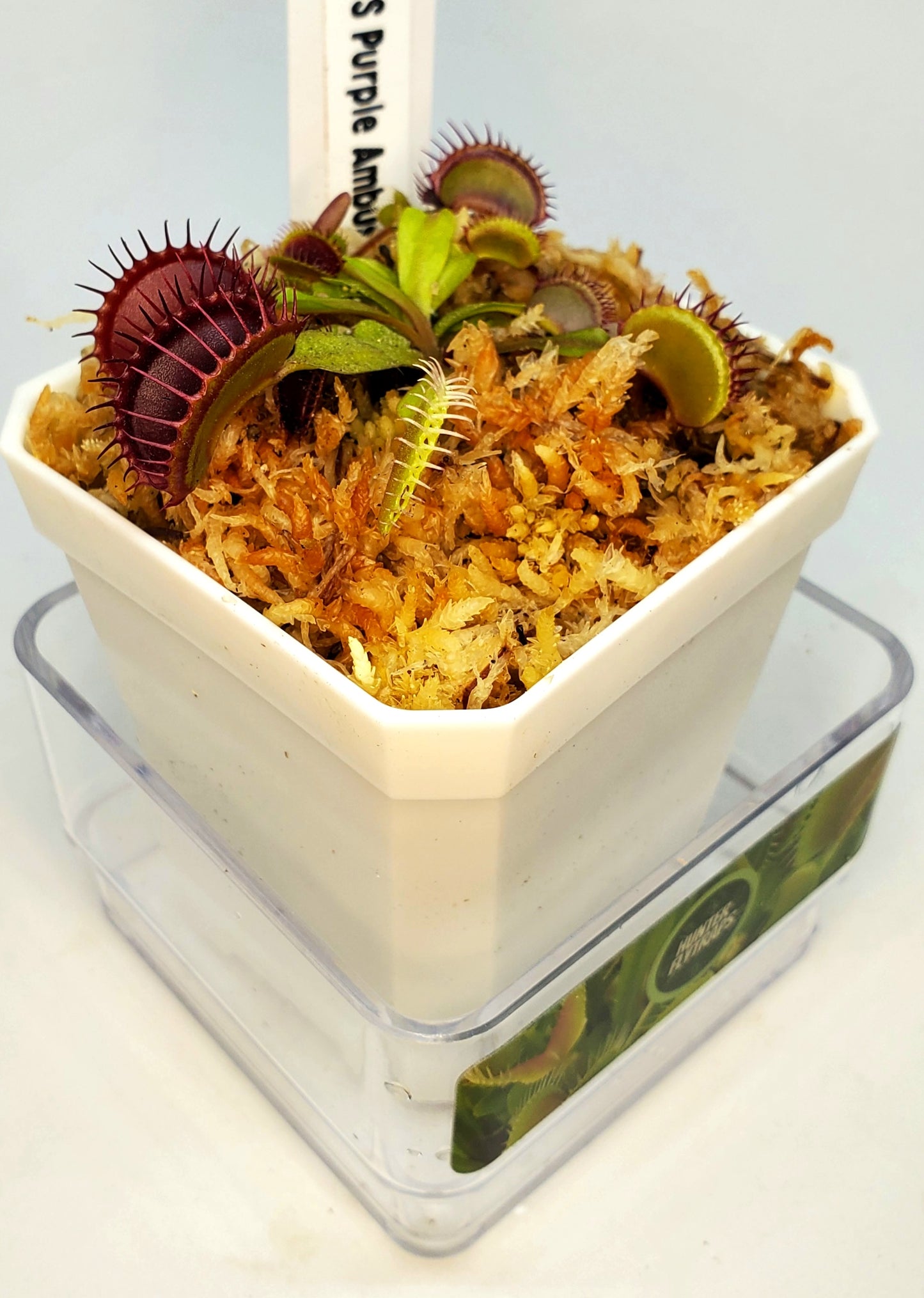 FTS Purple Ambush - Venus Flytrap Carnivorous Plant