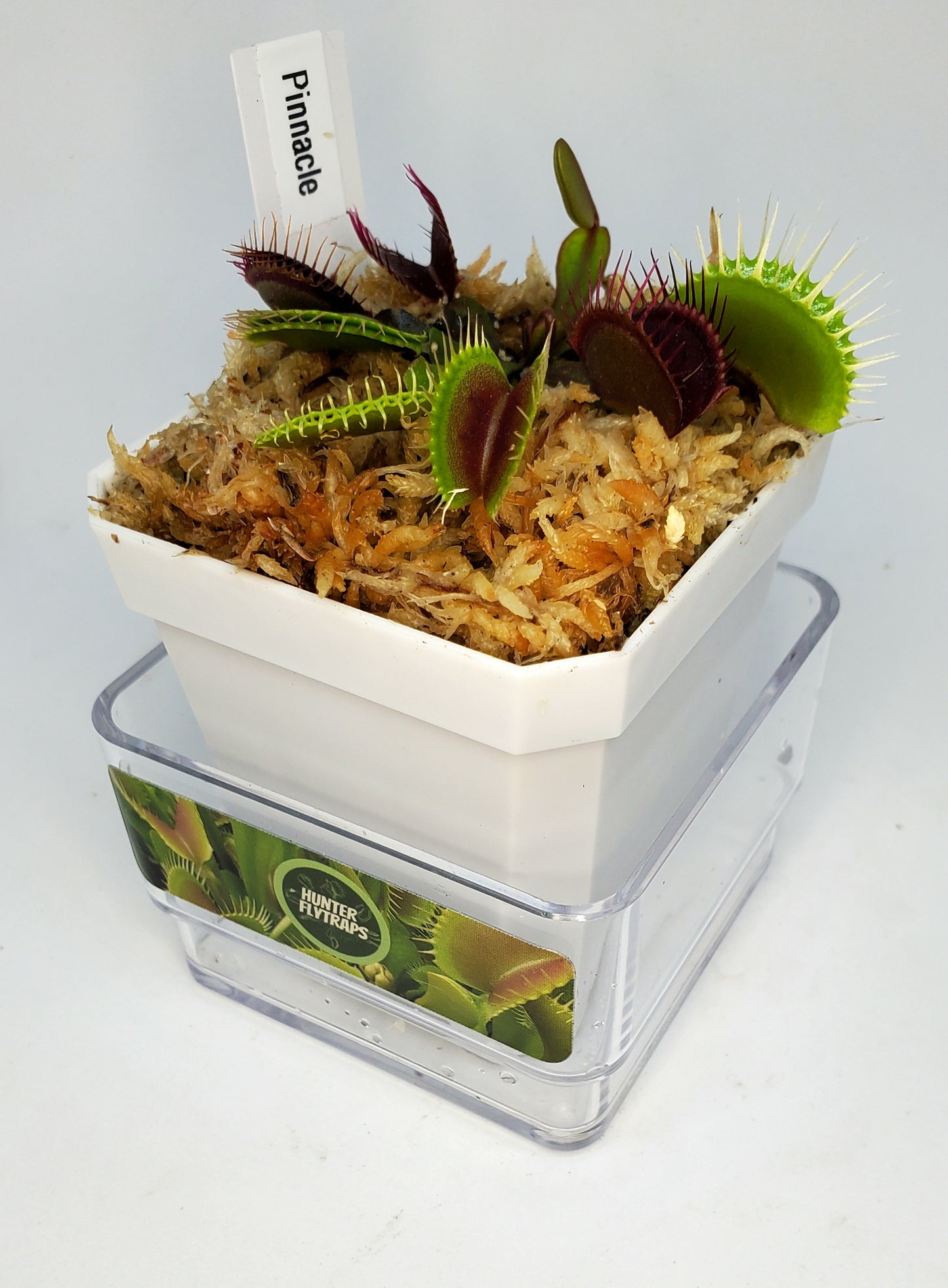 Pinnacle - Venus Flytrap Carnivorous Plant