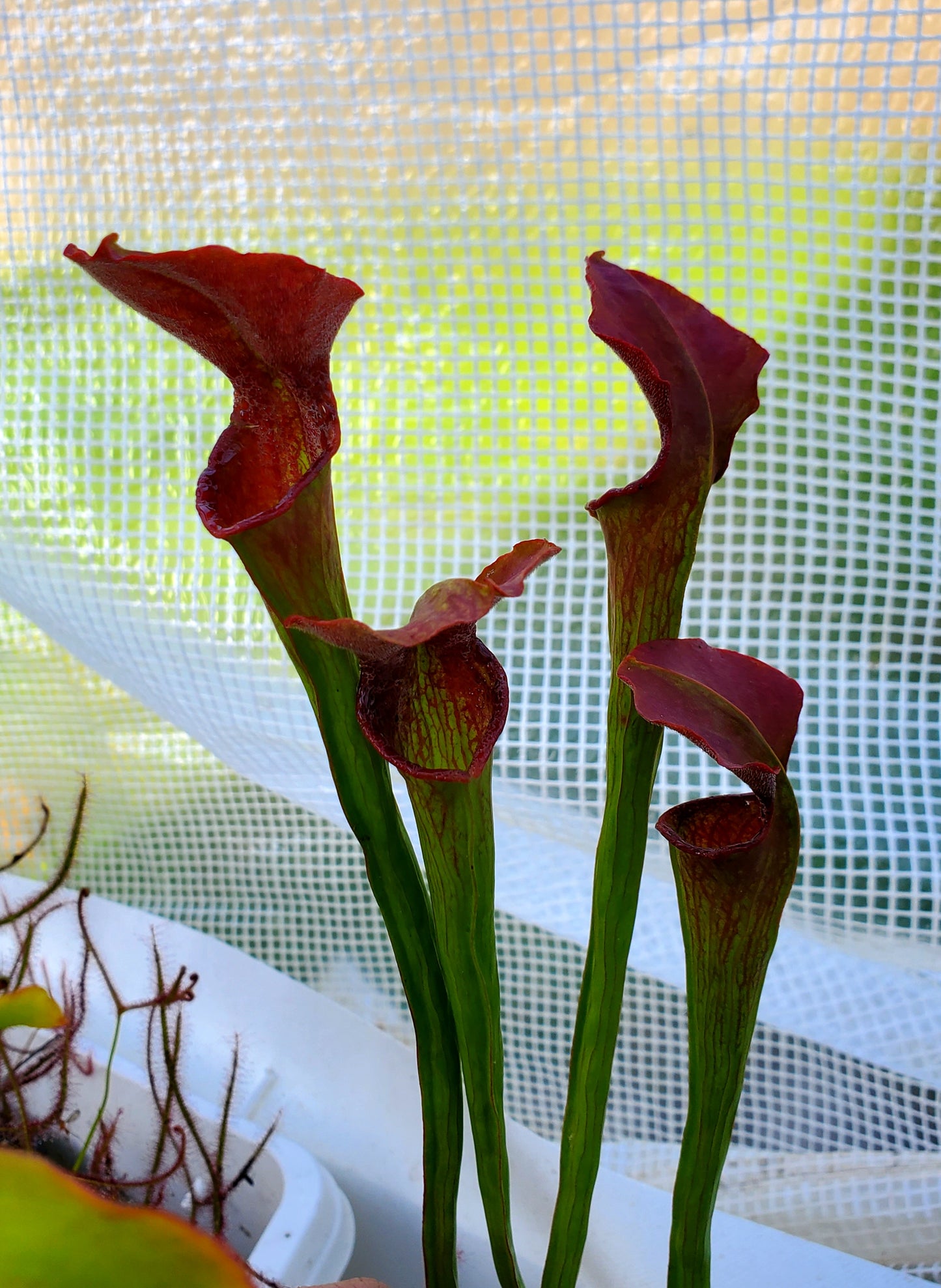 Pitcher Plant - Sarracenia Excellens x flava maxima x leucophylla Carnivorous Live Plant
