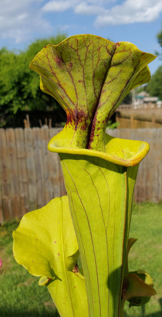 Pitcher Plant - Sarracenia Flava var Rugelli Hybrid Carnivorous Live Plant