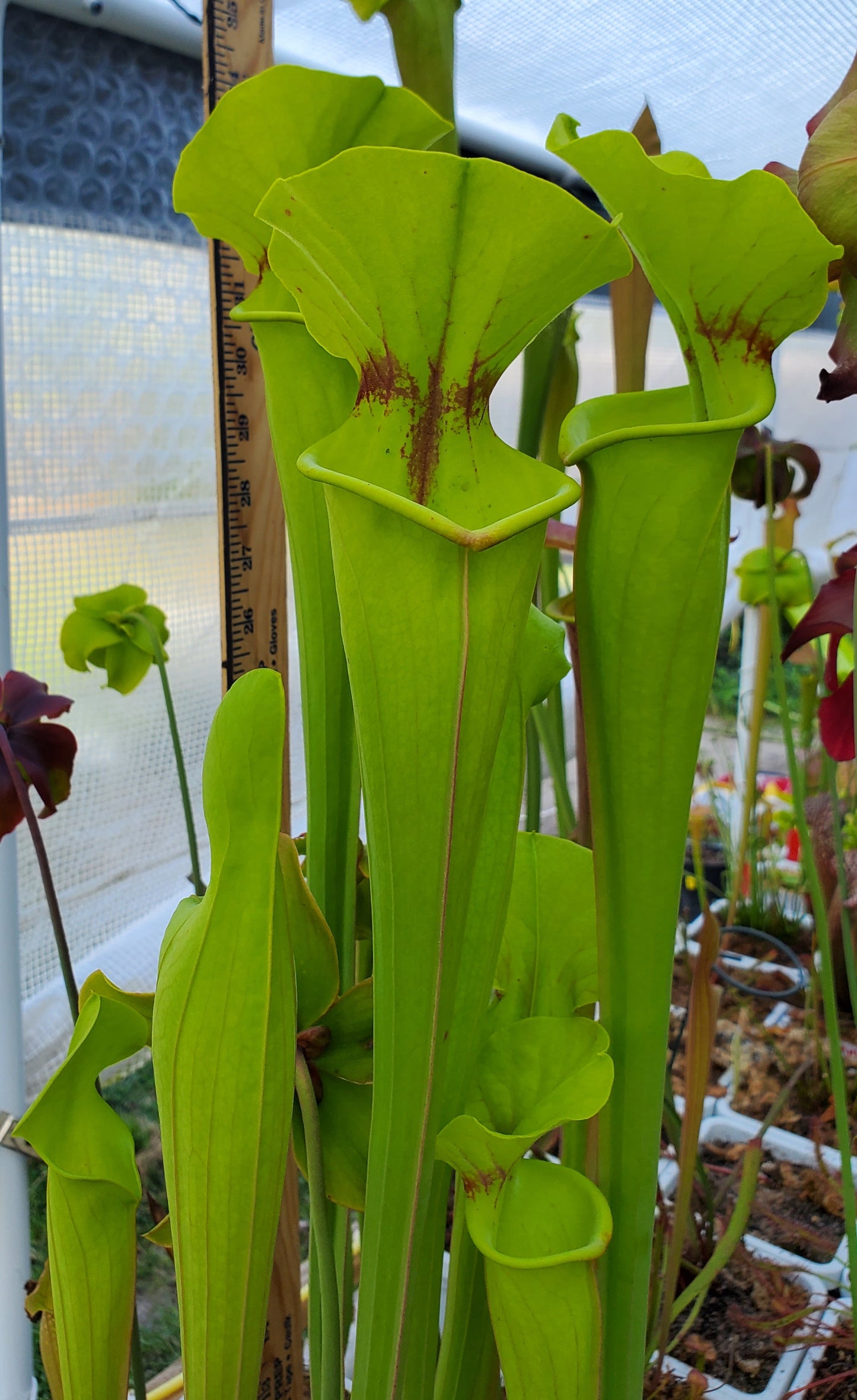Pitcher Plant - Sarracenia Flava var Rugelli Hybrid Carnivorous Live Plant