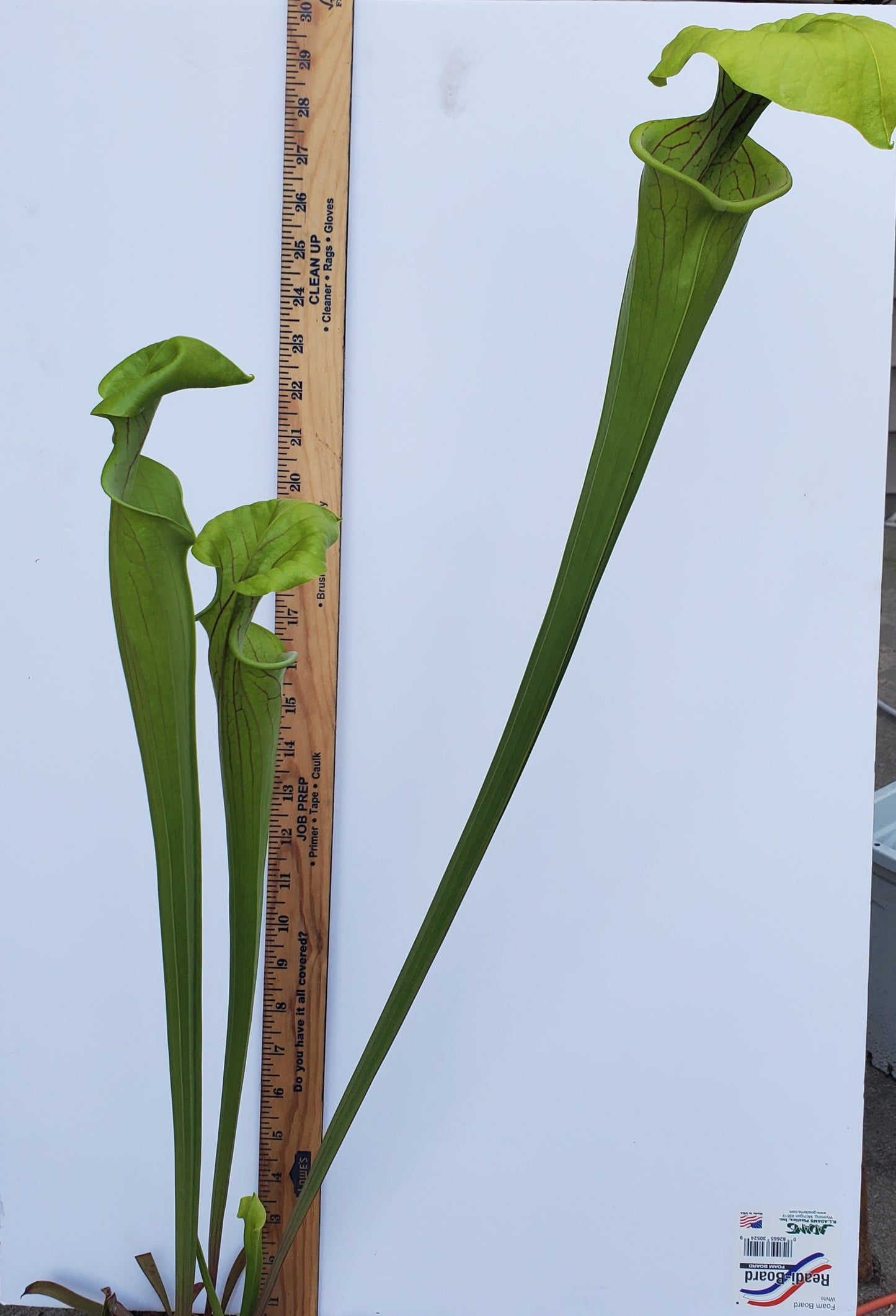 Pitcher Plant - Sarracenia Oreophila x flava Carnivorous Live Plant