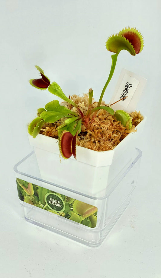 Sawtooth - Venus Flytrap Carnivorous Plant