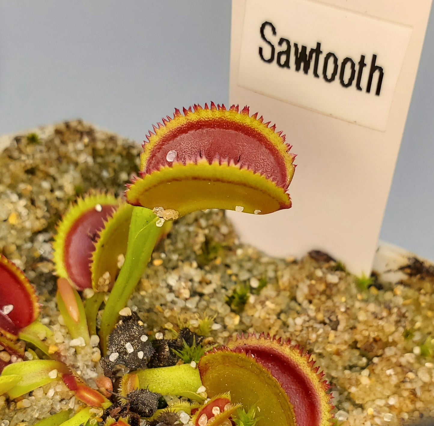 Sawtooth - Venus Flytrap Carnivorous Plant