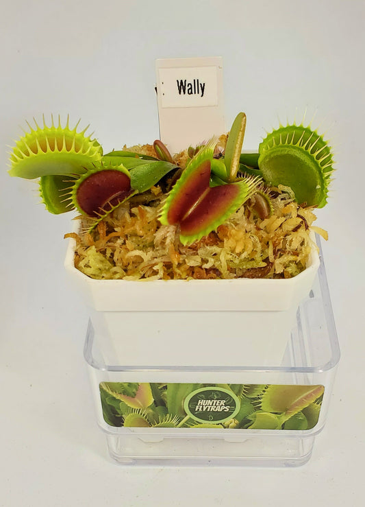 Wally - Venus Flytrap Carnivorous Plant