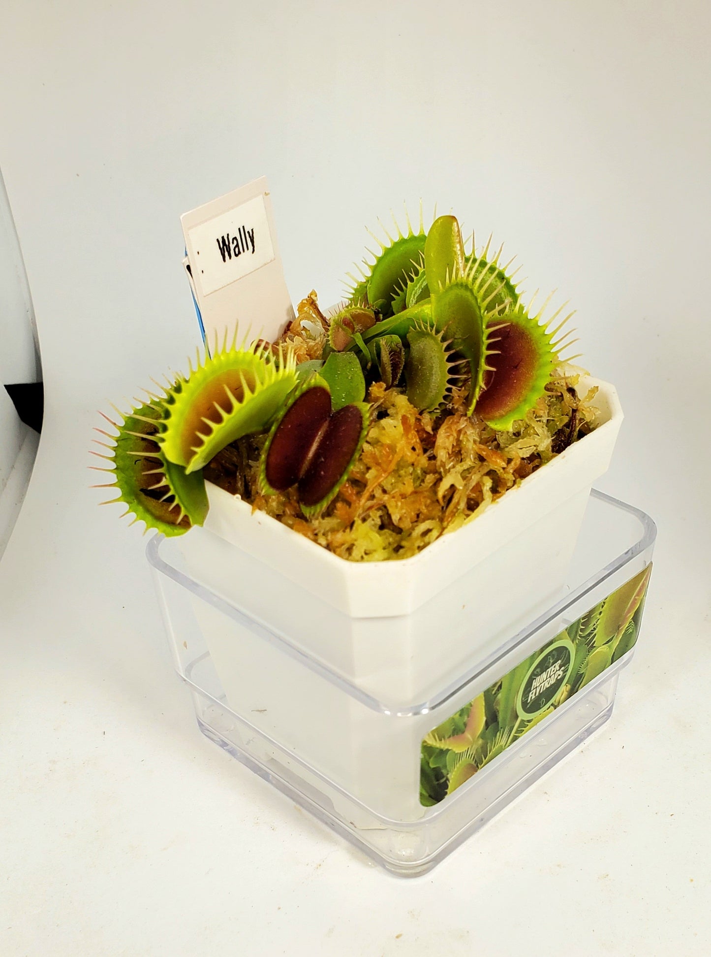 Wally - Venus Flytrap Carnivorous Plant