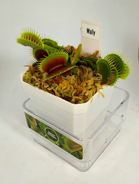 Wally - Venus Flytrap Carnivorous Plant